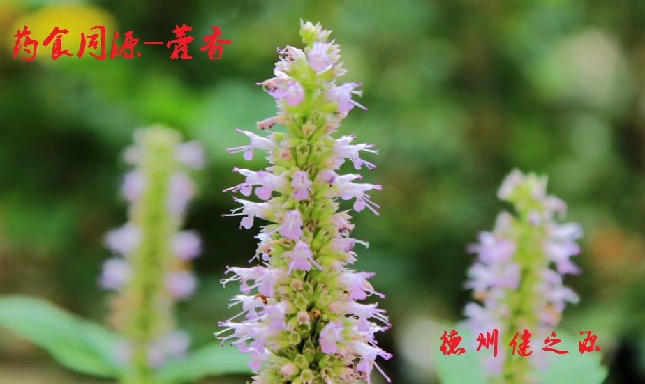藿香薄荷茶，炎炎烈日的防暑茶