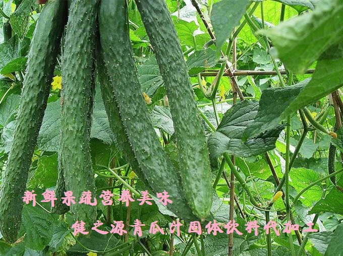 青瓜的六大營養(yǎng)價值，你知道嗎？